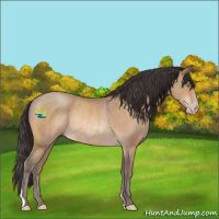 Horse Color:Amber Champagne Rabicano 