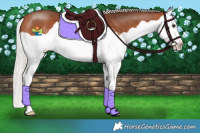 Horse Color:Silver Bay Splash 