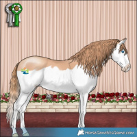 Horse Color:Gold Champagne Splash 