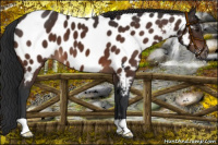 Horse Color:Brown Appaloosa