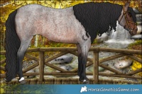Horse Color:Brown Roan 