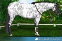Horse Color:Blue Roan Near Leopard 