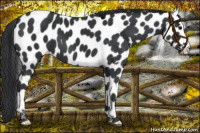 Horse Color:Black Appaloosa