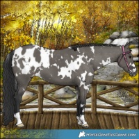 Horse Color:White Spotted Grullo Blanket 