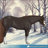 Horse Color:Liver Chestnut 