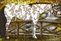 Horse Color:Liver Red Dun Appaloosa 