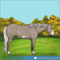 Horse Color:Silver Grullo Frame 