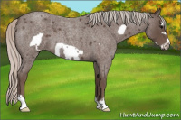 Horse Color:Silver Blue Roan Frame 