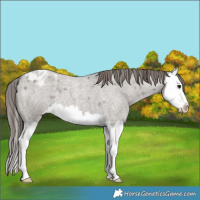 Horse Color:Grullo Roan Splash Varnish 