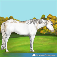 Horse Color:White Spotted Silver Buckskin Dun Splash Frame 
