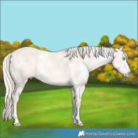 Horse Color:White Spotted Cremello Dun Rabicano 