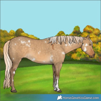 Horse Color:White Spotted Chocolate Palomino Dun Sabino 