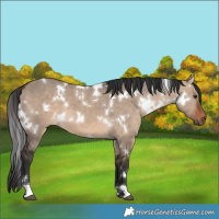 Horse Color:White Spotted Brown Dun 