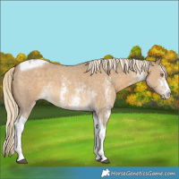 Horse Color:Chocolate Palomino Dun Sabino Tobiano 