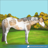 Horse Color:Buckskin Dun Tobiano 