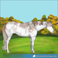 Horse Color:White Spotted Liver Red Dun Sabino Splash Rabicano 