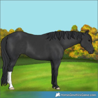 Horse Color:Black 