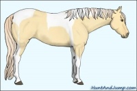 Horse Color:Palomino Roan Dun Tobiano 