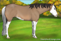 Horse Color:Bay Dun Splash 