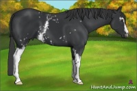 Horse Color:White Spotted Black