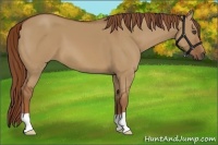 Horse Color:Red Dun