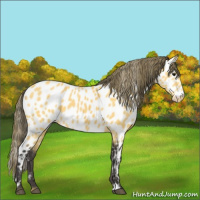 Horse Color:Buckskin Leopard  and Buckskin Near Leopard 