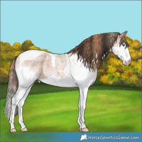 Horse Color:Red Roan Splash Tobiano  and Bay Roan Splash Tobiano 