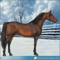 Horse Color:Brown 