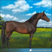 Horse Color:Brown 