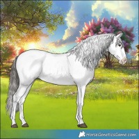 Horse Color:Liver Chestnut Splash Appaloosa and Liver Chestnut Splash Appaloosa