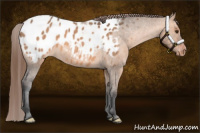 Horse Color:Bay Dun Appaloosa