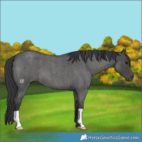 Horse Color:Blue Roan 