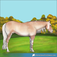 Horse Color:Silver Classic Champagne Onyx