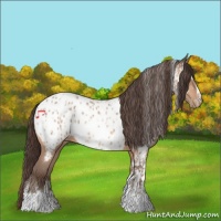 Horse Color:Amber Champagne Sabino Tobiano Appaloosa  and Amber Champagne Sabino Tobiano Appaloosa 