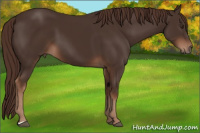 Horse Color:Liver Chestnut
