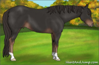 Horse Color:Liver Chestnut 
