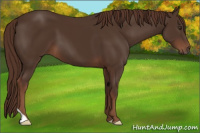 Horse Color:Liver Chestnut 