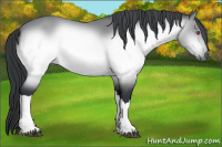 Horse Color:Brown Chinchilla 