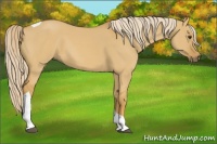 Horse Color:Palomino Dun Tobiano 