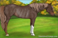 Horse Color:Liver Chestnut Rabicano 