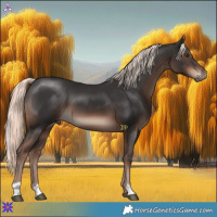Horse Color:Liver Chestnut Mushroom 