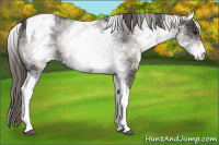 Horse Color:White Spotted Smoky Black Tobiano Appaloosa 