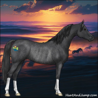 Horse Color:Blue Roan Rabicano 