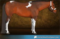 Horse Color:Bay Tobiano 