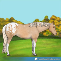 Horse Color:Palomino Tobiano Blanket 