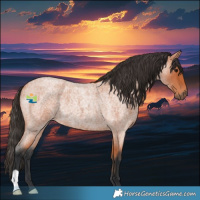 Horse Color:Bay Roan Rabicano 