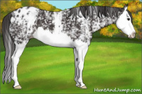 Horse Color:White Spotted Smoky Black Splash Appaloosa 
