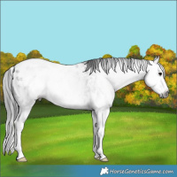 Horse Color:Gray Brown Sabino Splash Appaloosa 