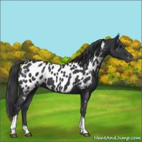 Horse Color:Black Tobiano Appaloosa 