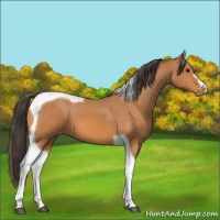 Horse Color:Bay Tobiano Appaloosa